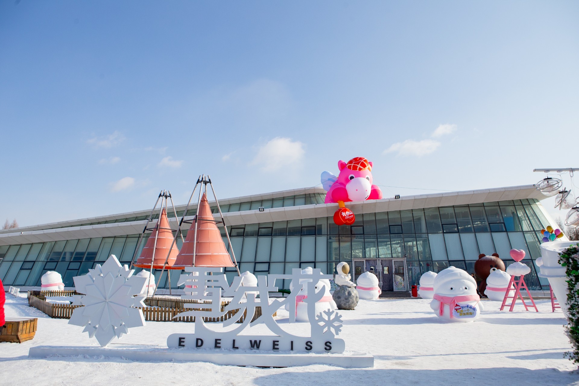 長白山雪絨花 